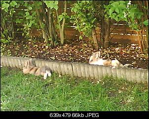 L�we oder Teddy?-foto-0503.jpg