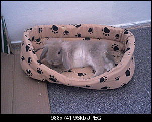 Welche Fellfarbe???-foto0807.jpg