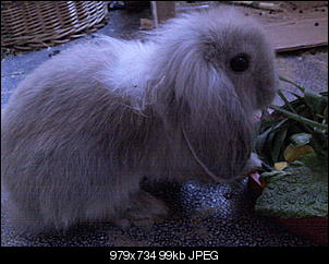 Welche Fellfarbe???-foto0822.jpg