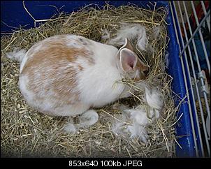 L�we oder Teddy?-dsc07778.jpg