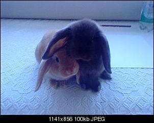 K�mpfe nach 12 std Kastration-dsc00040.jpg