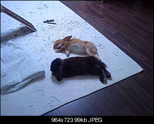 K�mpfe nach 12 std Kastration-dsc00018.jpg