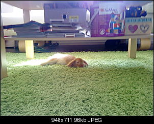 K�mpfe nach 12 std Kastration-dsc00013.jpg
