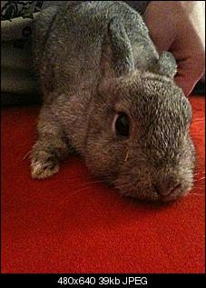 Neues Kaninchen :)-5466.2.jpg