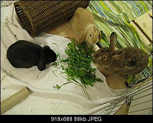 3 m�nnliche Kaninchen Vergesellschaftung-img_5957.jpg