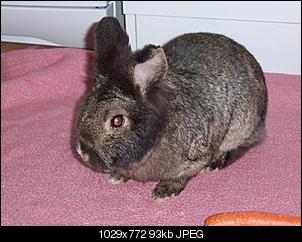 Wer hat das �lteste Kaninchen?-leonengland-164.jpg