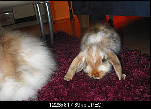 Kleine Zwergwidderin-024.jpg