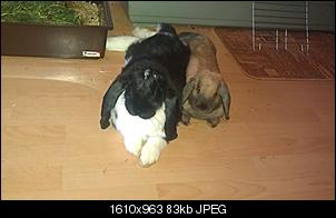 Deutsche Riesen-imag0209.jpg