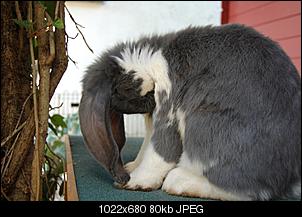 Deutsche Riesen-11..9.1.jpg