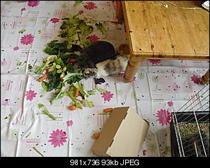 Positive VG-Berichte-futter-1-.jpg