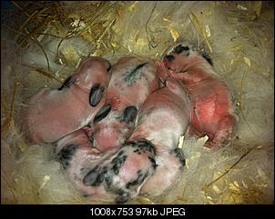 2 Tage alte Kanninchenbabys...-img_0559.jpg