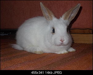 H�sin zu D�nn?-915633249507.jpg