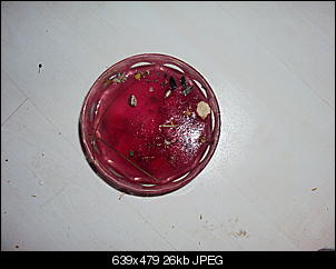 Blutrotes wasser??-dsc01380.jpg