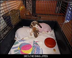 Scheinschwangerschaft-sdc12343-2.jpg