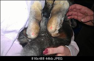 Hornhaut? an den Hinterl�ufen-img-20120130-wa0001.jpg