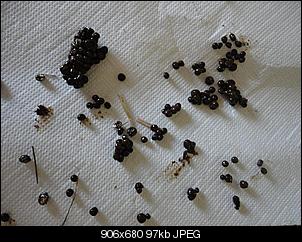 K�ttelbilder - Was hat dies zu bedeuten?-dsc03209-mittel-.jpg