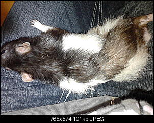 Klicke auf die Grafik f�r eine gr��ere Ansicht

Name:	P110412_12.17.jpg
Hits:	579
Gr��e:	100,8 KB
ID:	13806