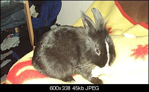 Blutroter Urin&b�schelweise Haarausfall-hasi-knabbert-1.jpg