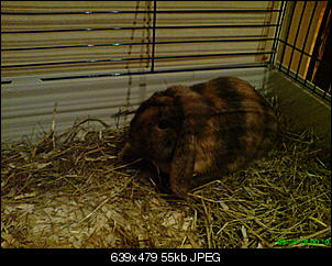 Knopfloch-dsc00145.jpg