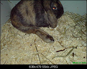 Knopfloch-dsc00148.jpg