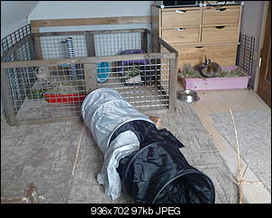 Augenverletzung, Tierarzt sagt trennen-p250612_17.14.jpg