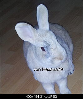 Ratlos Ninchen musste eingeschl�fert werden-clyde.jpg