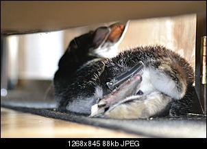 Offener Bruch am Hinterbein-dsc_0210.jpg