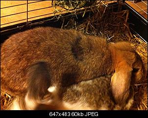 "Kahle" Stelle im Fell + kleine Wunde-img_1128.jpg