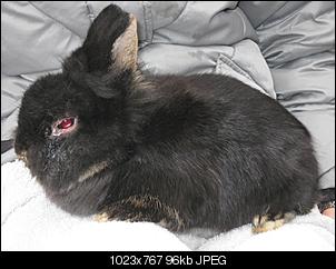 Myxomatose - im Kampf mit kollodialem Silber-img_5406-zahnfee.jpg