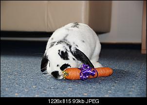 E.C. Virus �berstanden dank schnellster Reaktion-murzel_birthday1.jpg