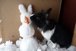 Name:  lolly und luna im schnee 044.jpg
Hits: 142
Gr��e:  35,4 KB