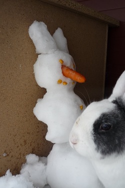 Name:  lolly und luna im schnee 042.jpg
Hits: 155
Gr��e:  58,1 KB