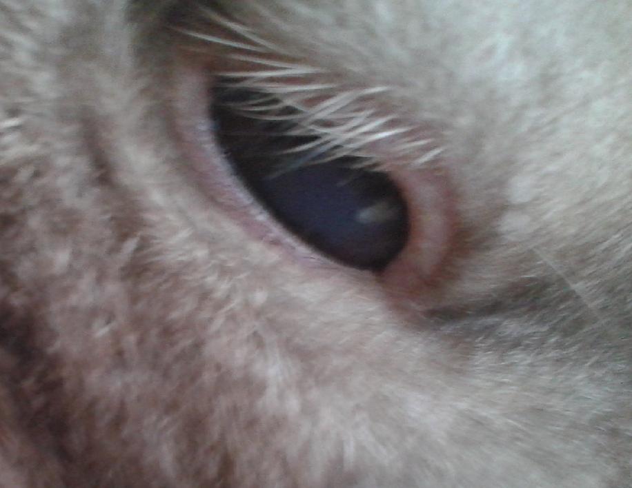 Name:  auge 1.jpg
Hits: 2787
Gr��e:  55,1 KB