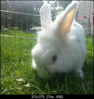 Pl�tzlicher Tod - Atemnot - unfassbar-blacky.jpg