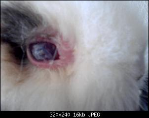 Hasi in Not (Augenproblem)-p051013_1239%5B02%5D.jpg