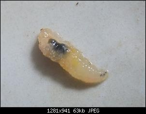Hilfe, Parasiten?!-dscf0246.jpg