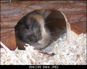 Augen von meiner Nala....-sdc18036.jpg