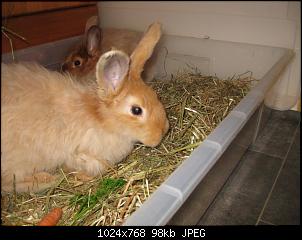 Augen von meiner Nala....-img_9203-mittel-.jpg