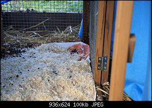 rot-rosaner Urin-img_1857.jpg