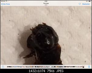 Raupe-image.jpg