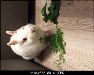 Frisst nicht und Aufgasung-image.jpg