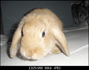 Kaninchen macht KEIN Pipi-19.07.14-family-050.jpg