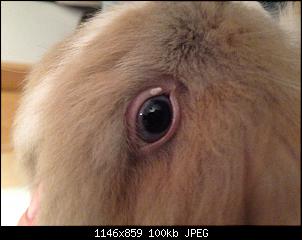 Eiter am Auge-image.jpg
