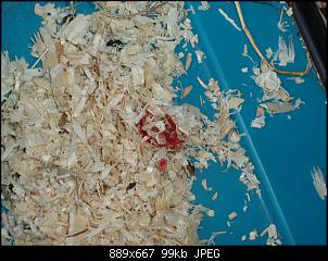 Blut im Gehege-p3141533.jpg