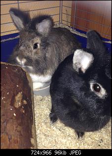Weibchen hat EC/Welche Rasse sind unsere Kaninchen?-01.jpg