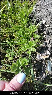 Weibchen hat EC/Welche Rasse sind unsere Kaninchen?-2015-04-24-10.13.33.jpg