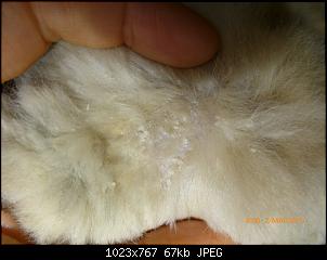 Angora und Milben!!-p1010084.jpg