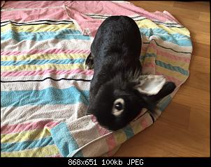 Weibchen hat EC/Welche Rasse sind unsere Kaninchen?-img_2663.jpg