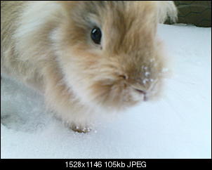 hase im schnee-dsc00489.jpg
