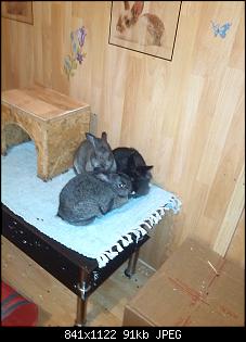 Krank? Rangelei, halbe Nase durchgebissen und das M�ulchen hats auch erwischt-img_20150327_211848.jpg